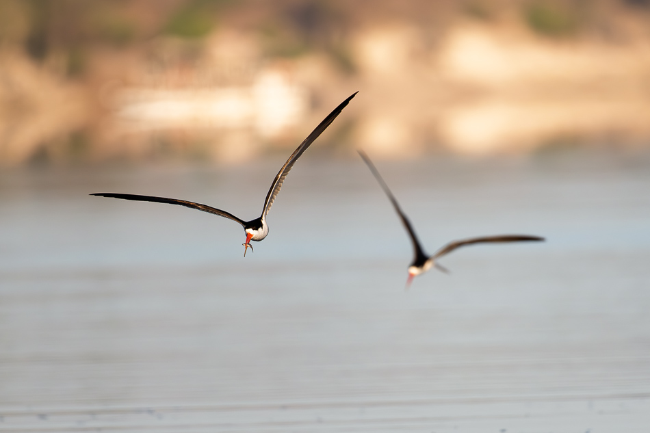 20250801 Z8A Botswana 2384.