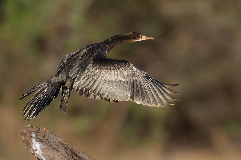 20250801 Z8A Botswana 2708.