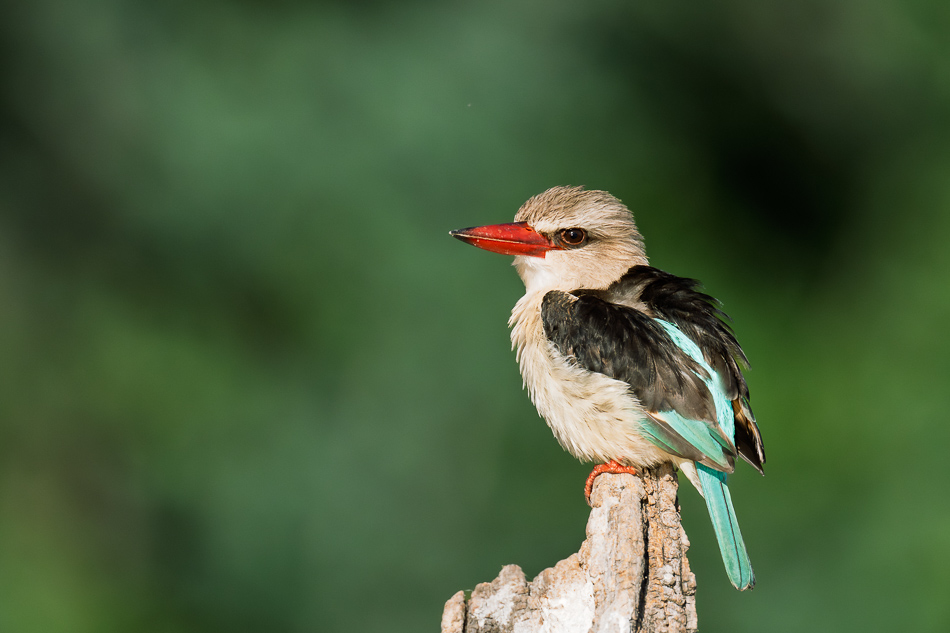 20250801 Z8A Botswana 2785.