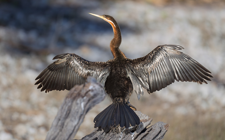 20250801 Z8A Botswana 2881.