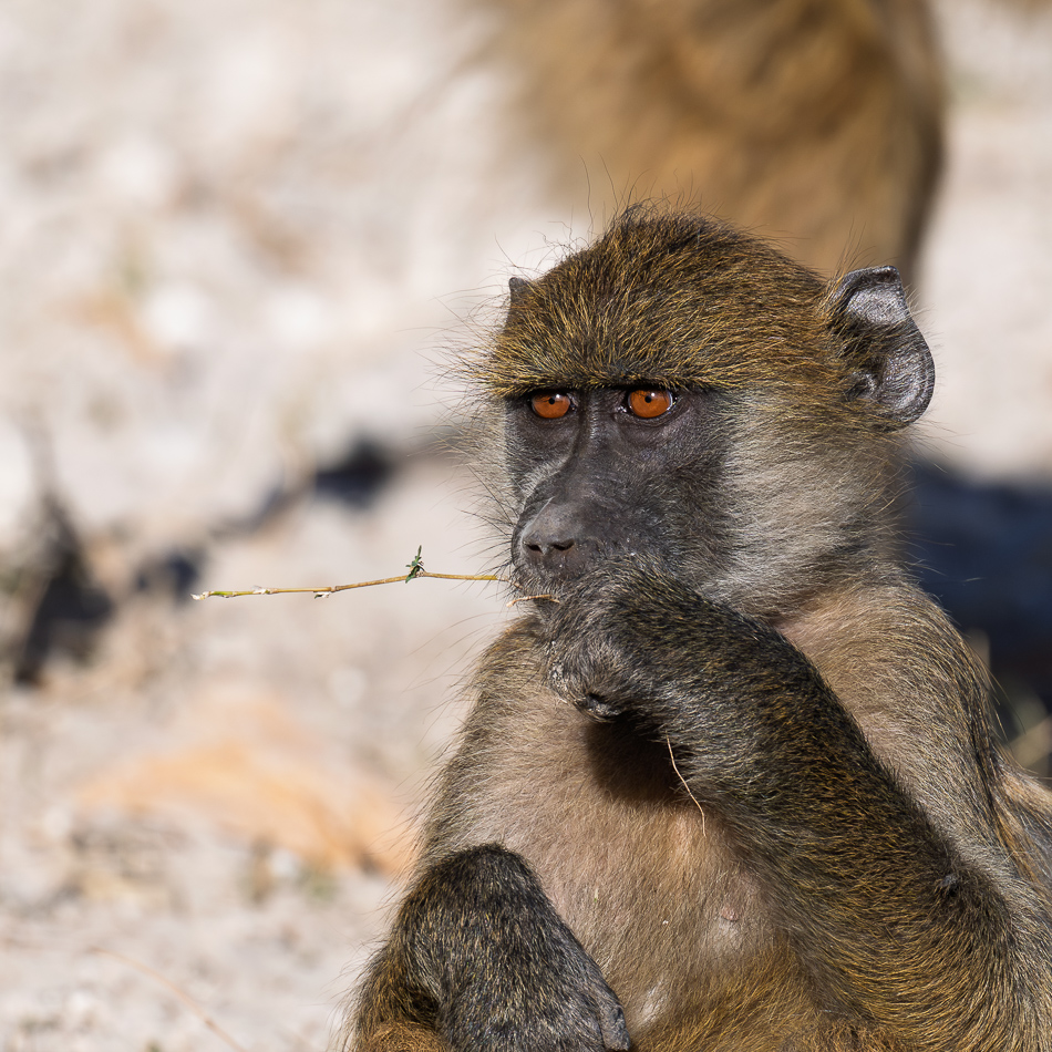 20250801 Z8A Botswana 2932-2.