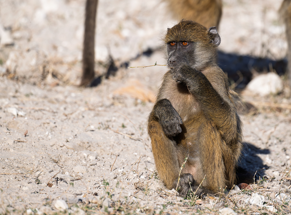 20250801 Z8A Botswana 2932.