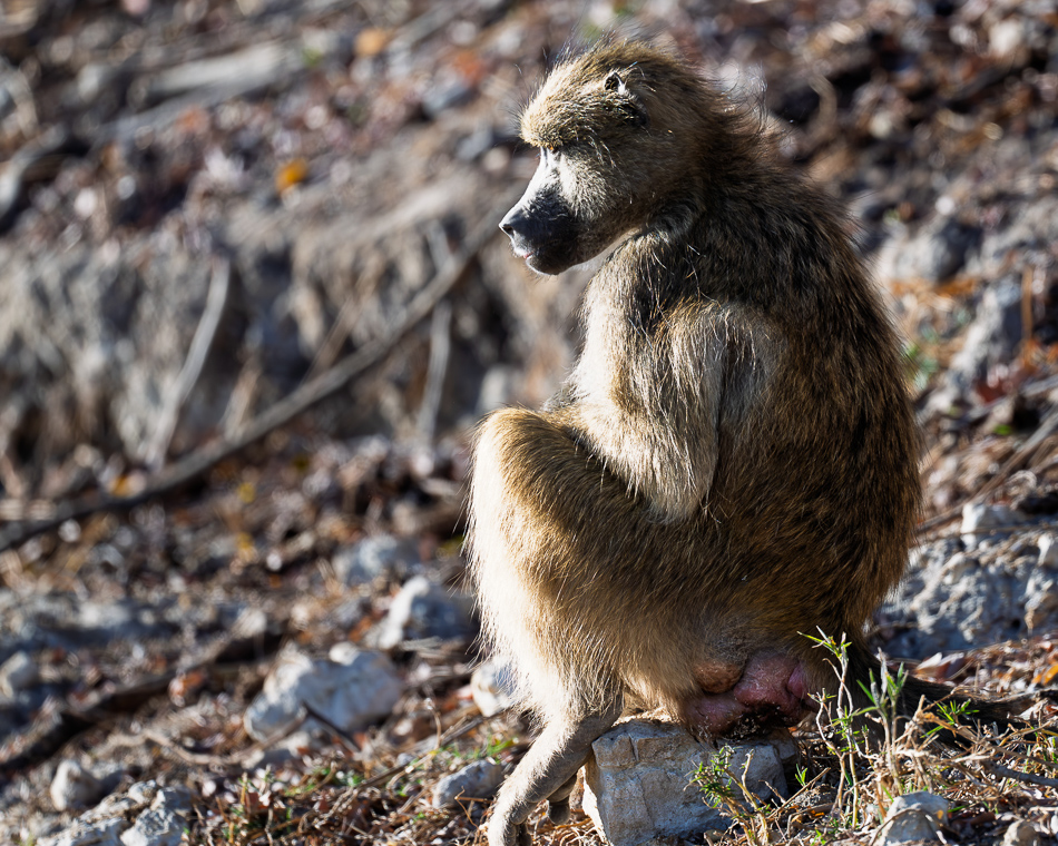 20250801 Z8A Botswana 2978.