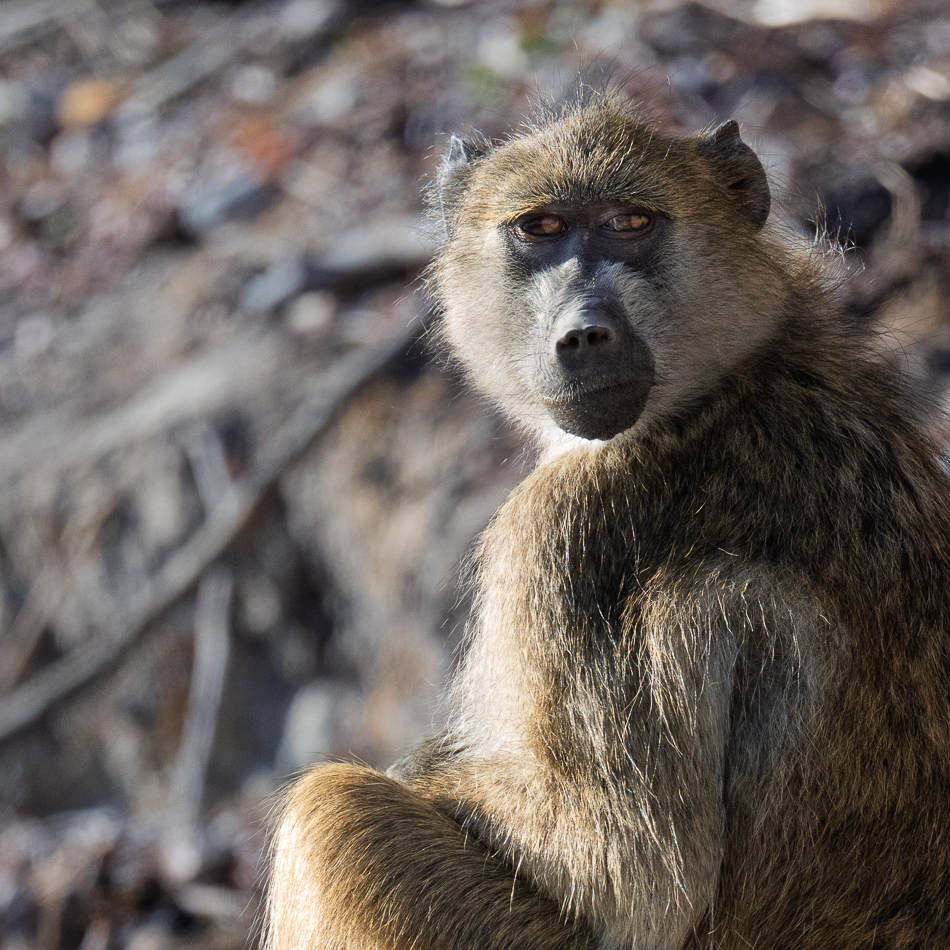 20250801 Z8A Botswana 2989.