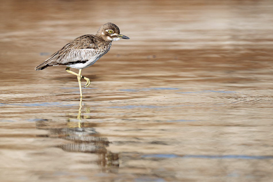 20250801 Z8A Botswana 3149.