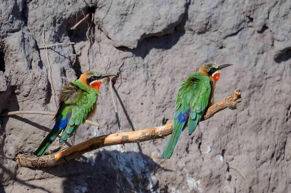 20250801 Z8A Botswana 3296.