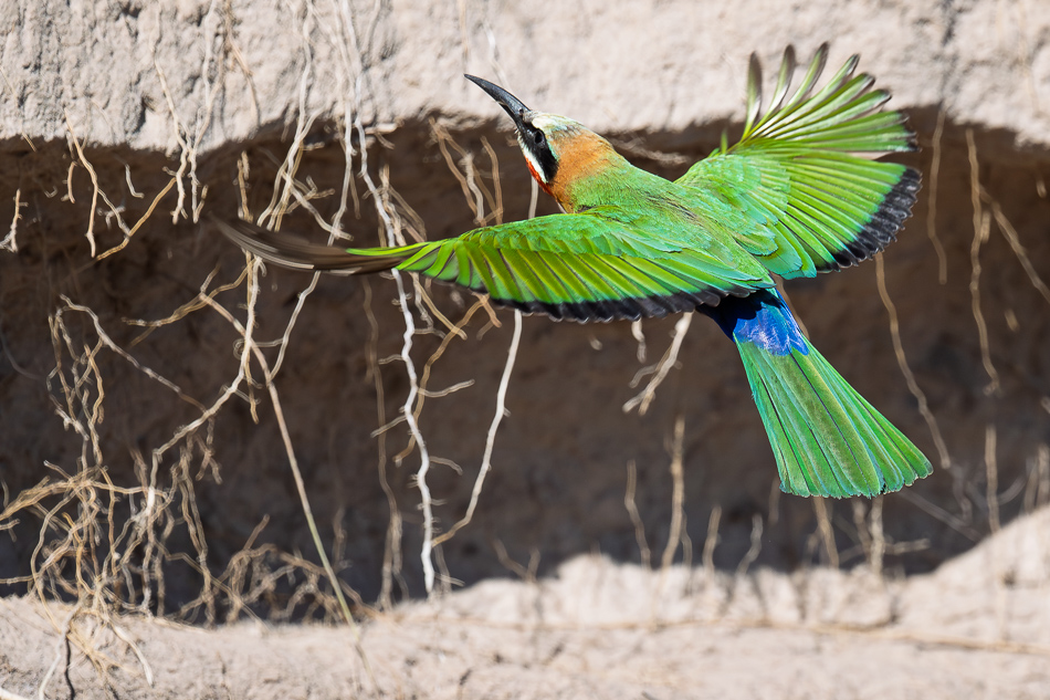 20250801 Z8A Botswana 3392.