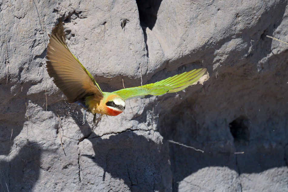 20250801 Z8A Botswana 3776.