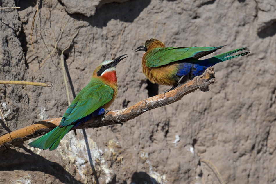 20250801 Z8A Botswana 3812.