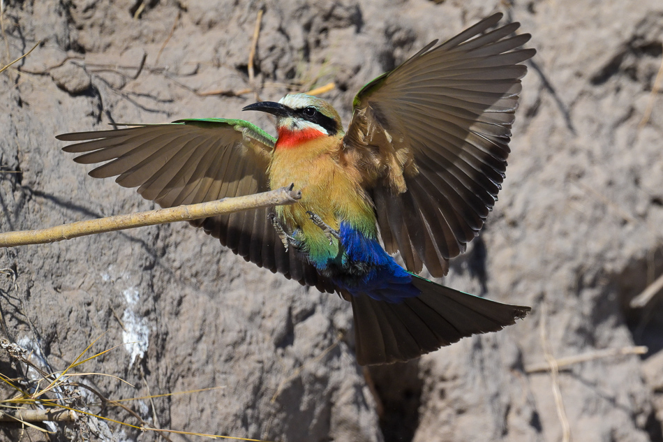 20250801 Z8A Botswana 4074.