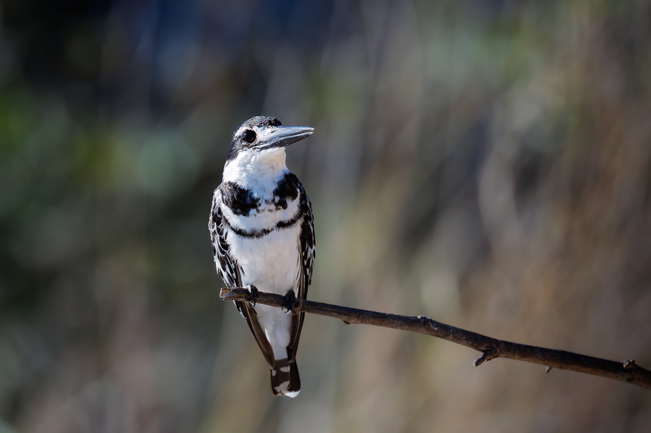 20250801 Z8A Botswana 4251.