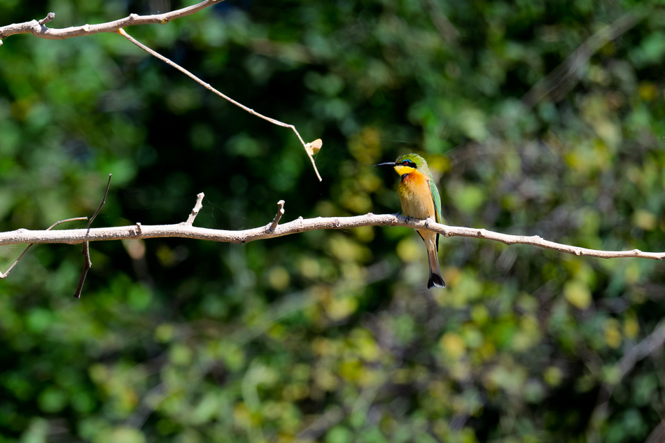 20250801 Z8A Botswana 4437.