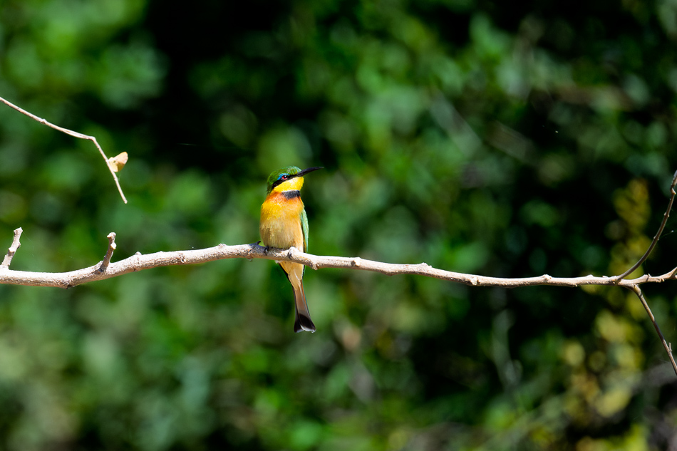 20250801 Z8A Botswana 4443.