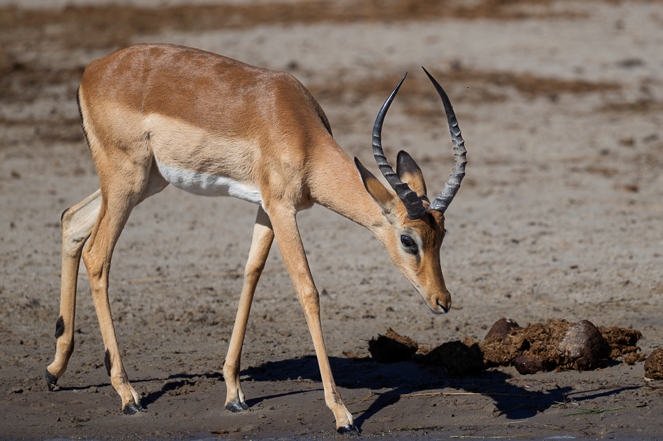 20250801 Z8A Botswana 4478.