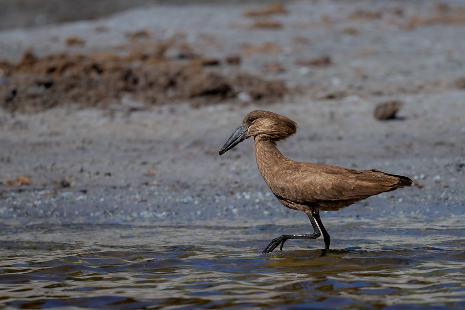 20250801 Z8A Botswana 4527.