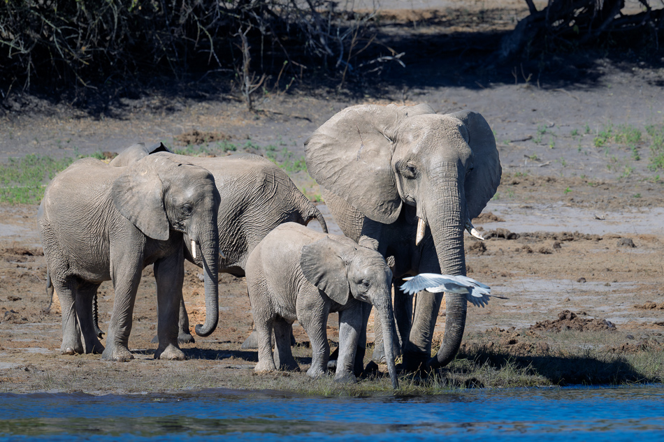 20250801 Z8A Botswana 4662.