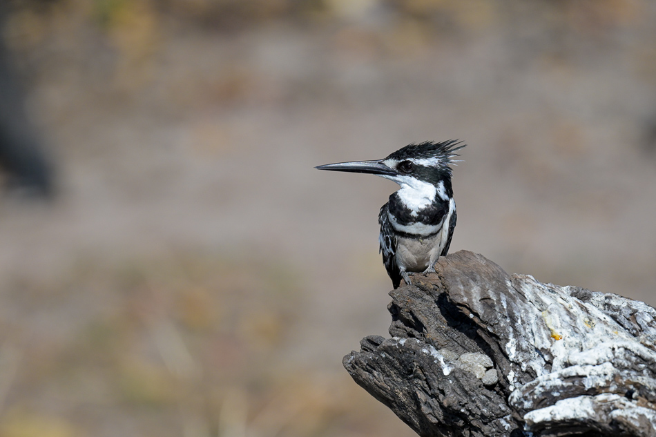 20250801 Z8A Botswana 4686.