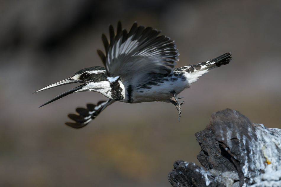 20250801 Z8A Botswana 4799.