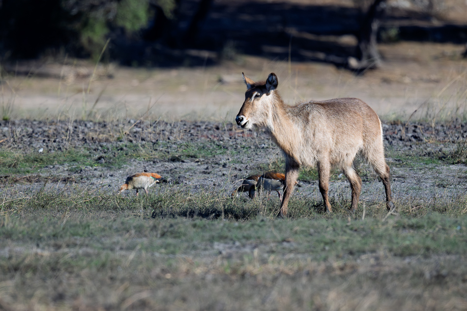 20250801 Z8A Botswana 4878.