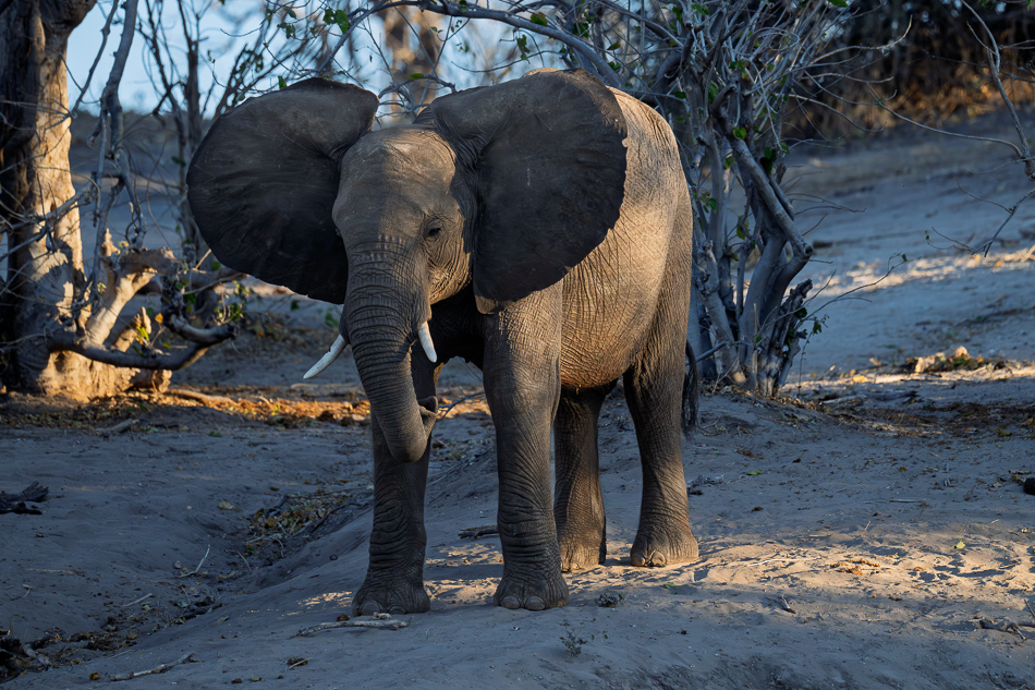 20250801 Z8A Botswana 5276.