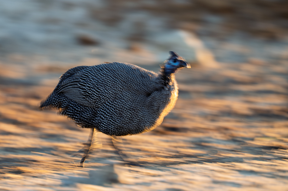 20250801 Z8A Botswana 5496.