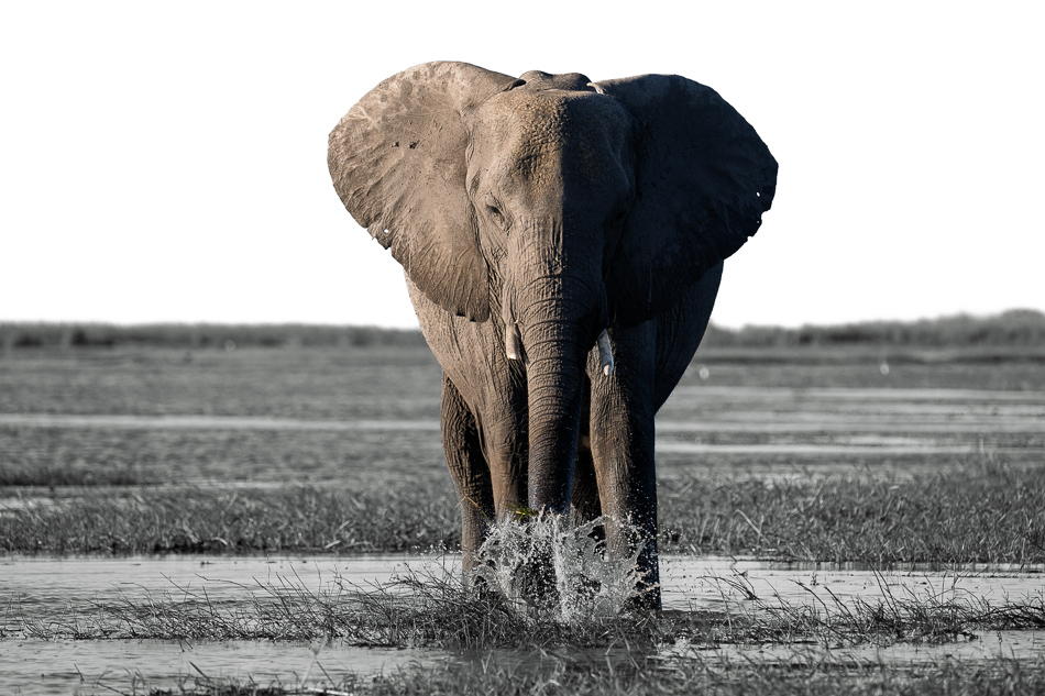 20250801 Z8B Botswana 0690-3.