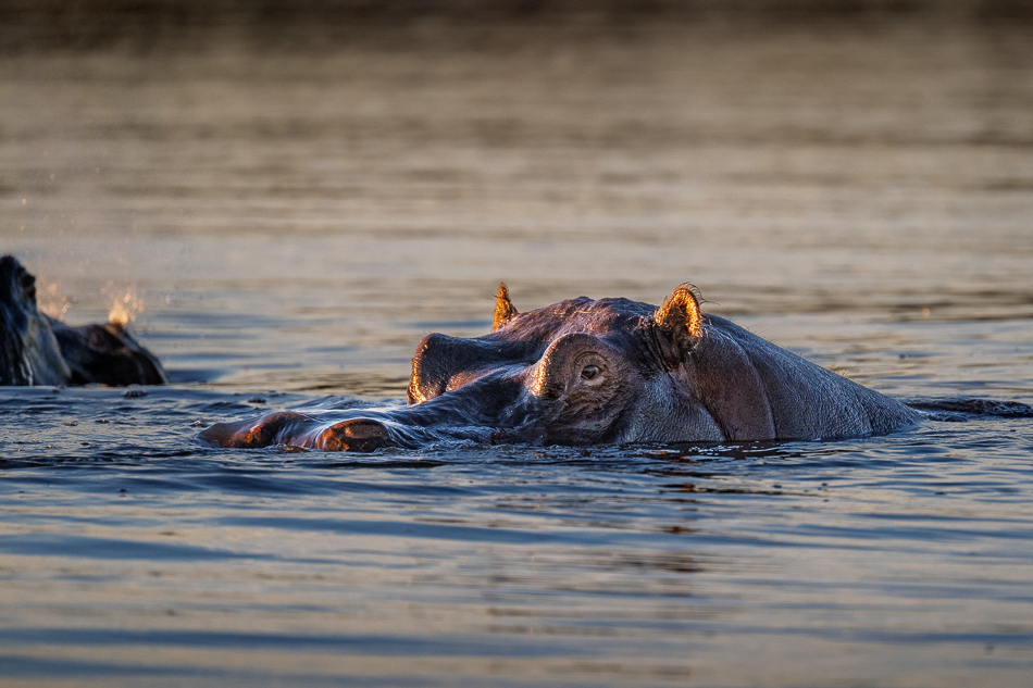 20250801 Z8B Botswana 8798.