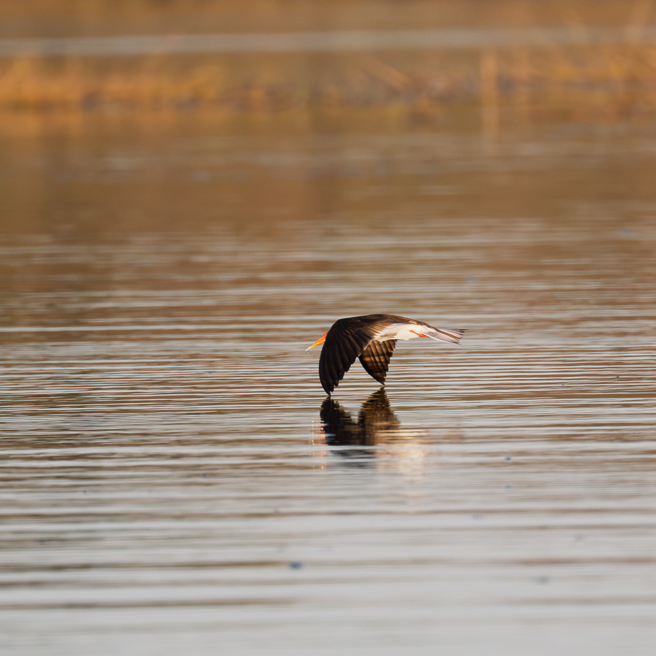 20250801 Z8B Botswana 9078.