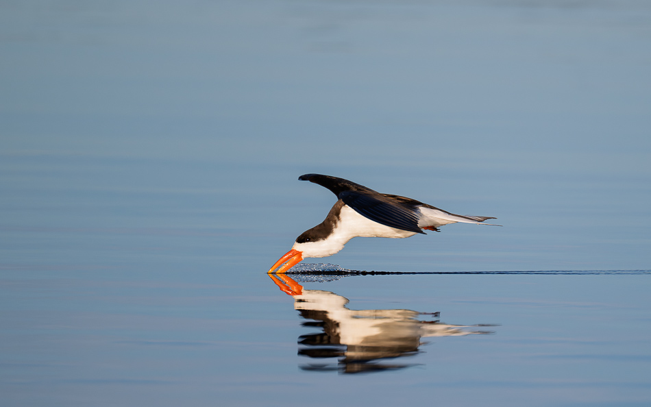 20250801 Z8B Botswana 9447.