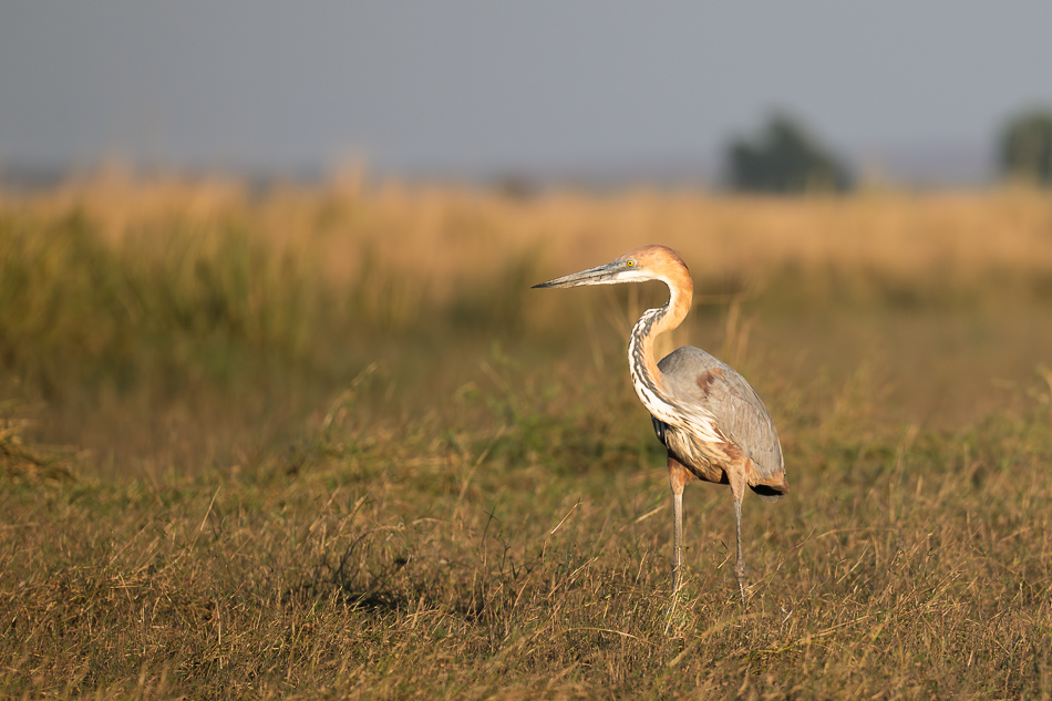 20250802 Z8A Botswana 6252.