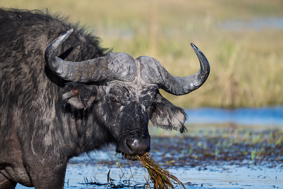 20250802 Z8A Botswana 6740.