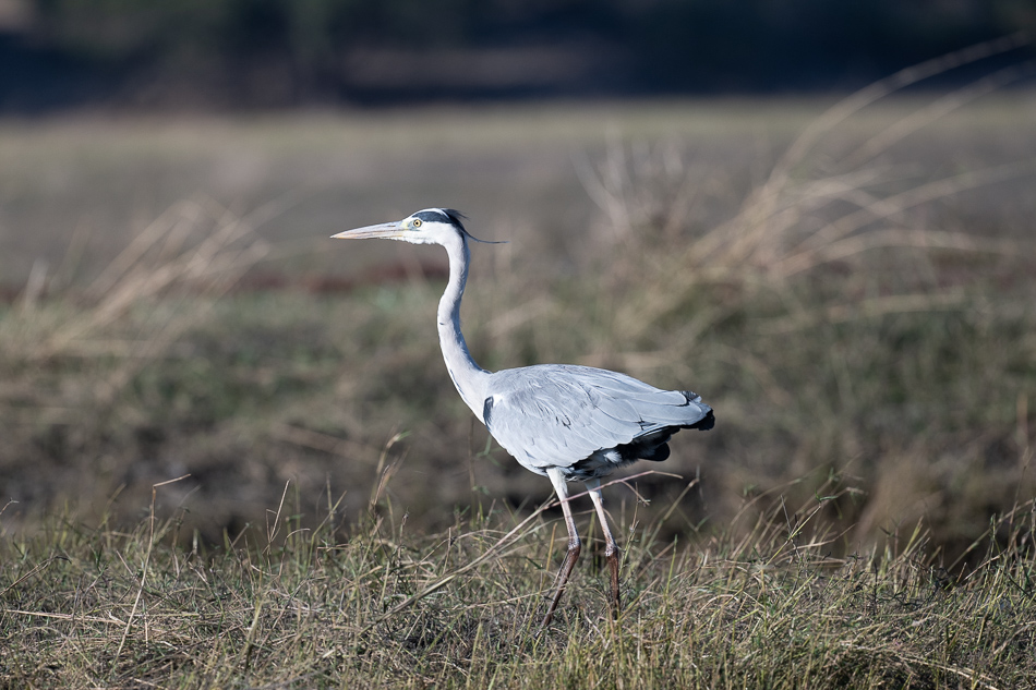 20250802 Z8A Botswana 6823.