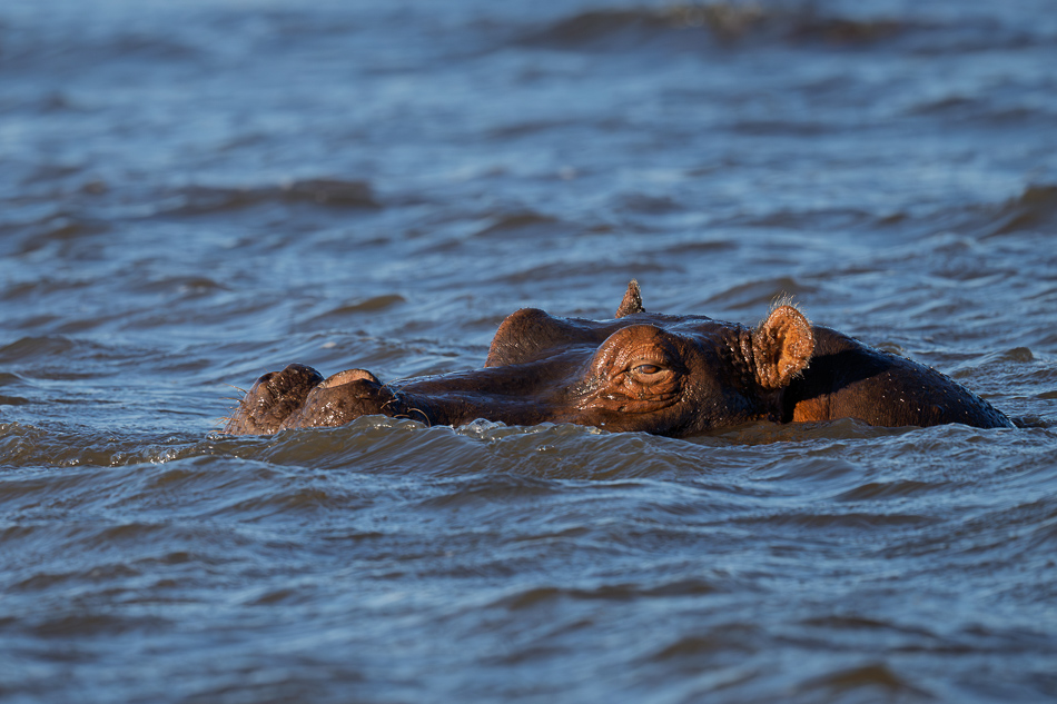 20250802 Z8A Botswana 6913.