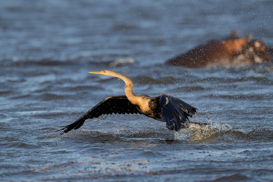 20250802 Z8A Botswana 6955.