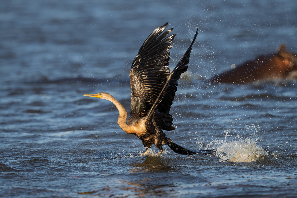 20250802 Z8A Botswana 6957.