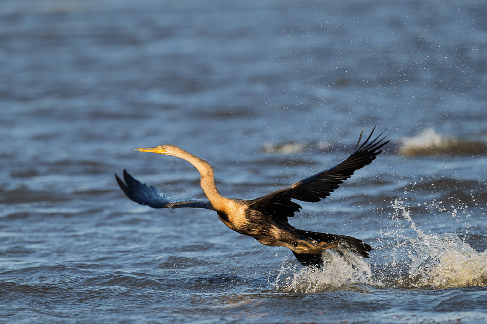 20250802 Z8A Botswana 6962.