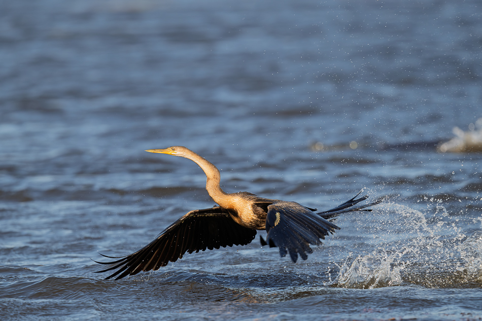 20250802 Z8A Botswana 6963.