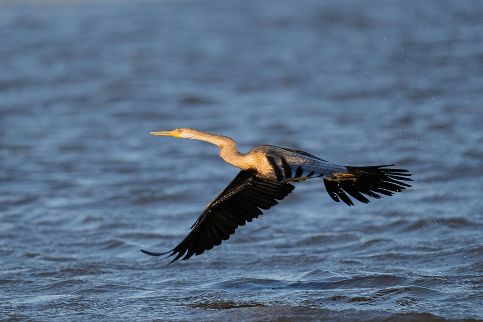 20250802 Z8A Botswana 6978.