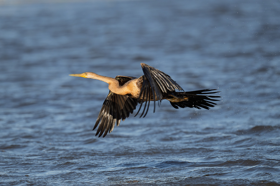 20250802 Z8A Botswana 6979.