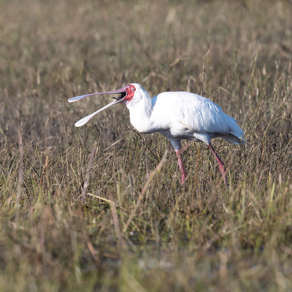 20250802 Z8A Botswana 8013.