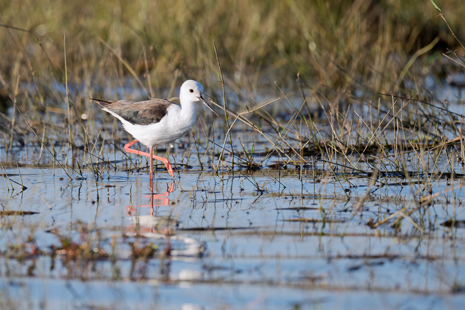 20250802 Z8A Botswana 8195.