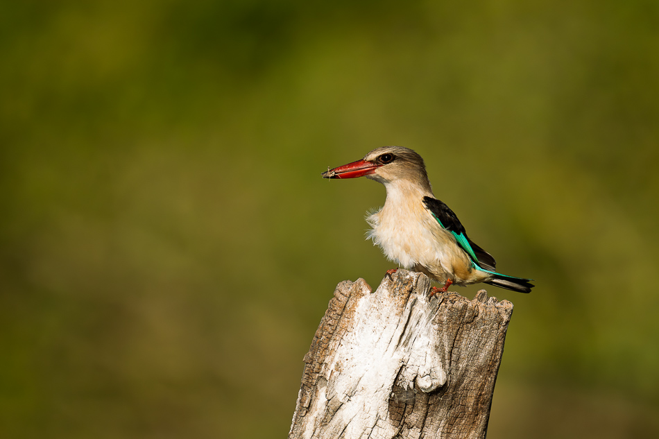 20250802 Z8A Botswana 8281.