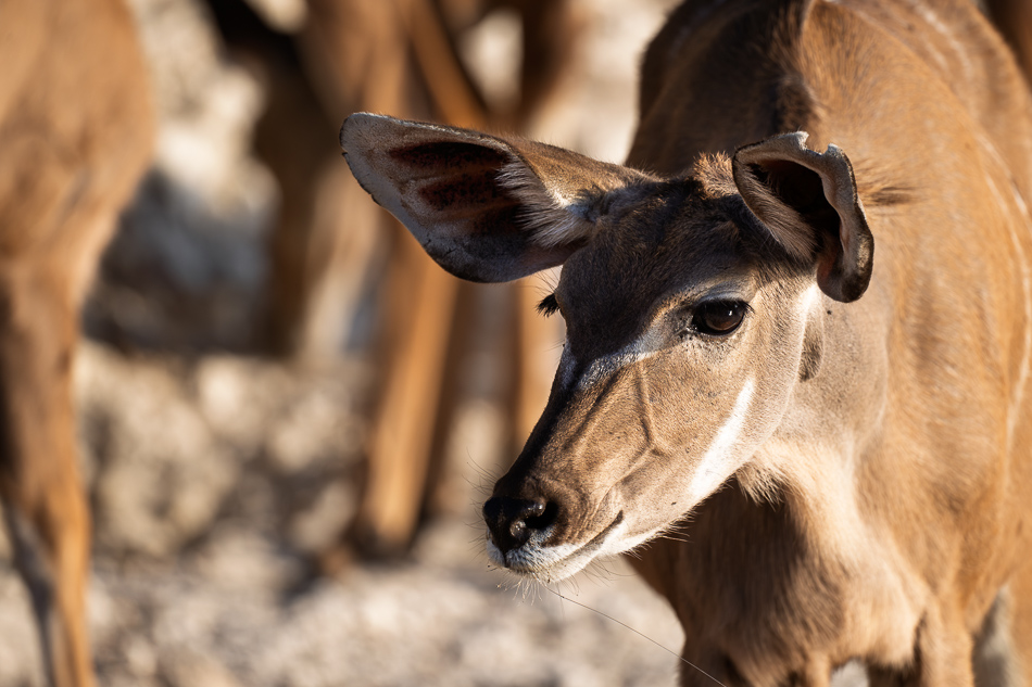 20250802 Z8A Botswana 8505.