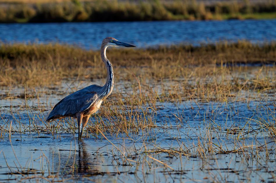 20250802 Z8B Botswana 2971.