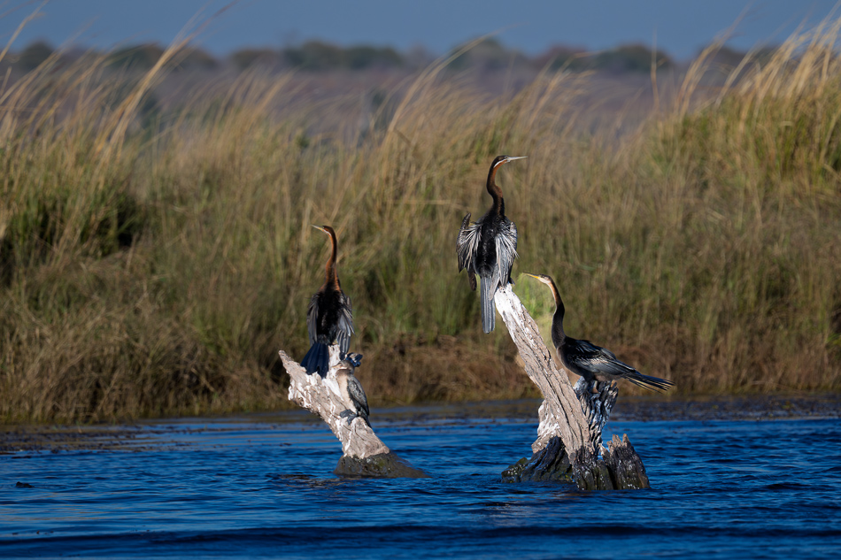 20250802 Z8B Botswana 3519.