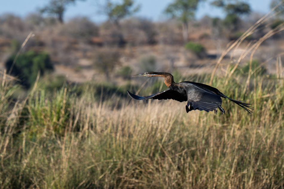 20250802 Z8B Botswana 3596.