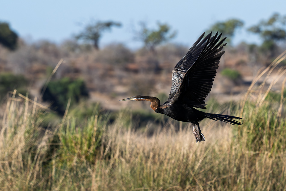 20250802 Z8B Botswana 3598.