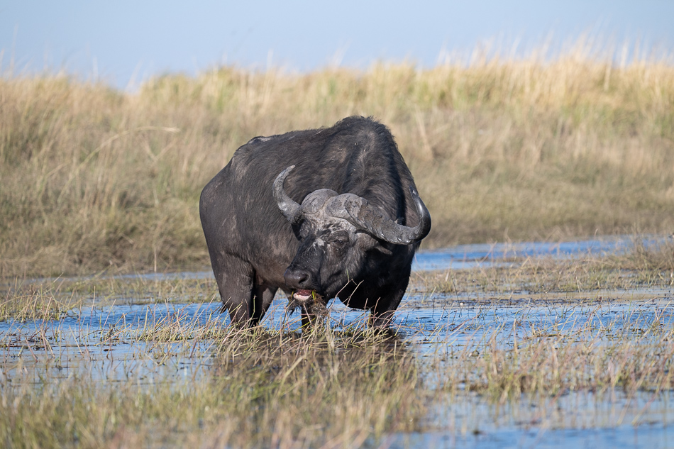 20250802 Z8B Botswana 3651.