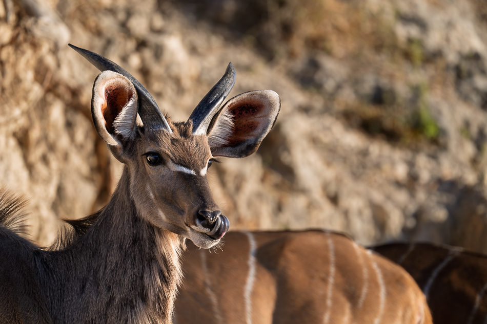 20250802 Z8B Botswana 4457.