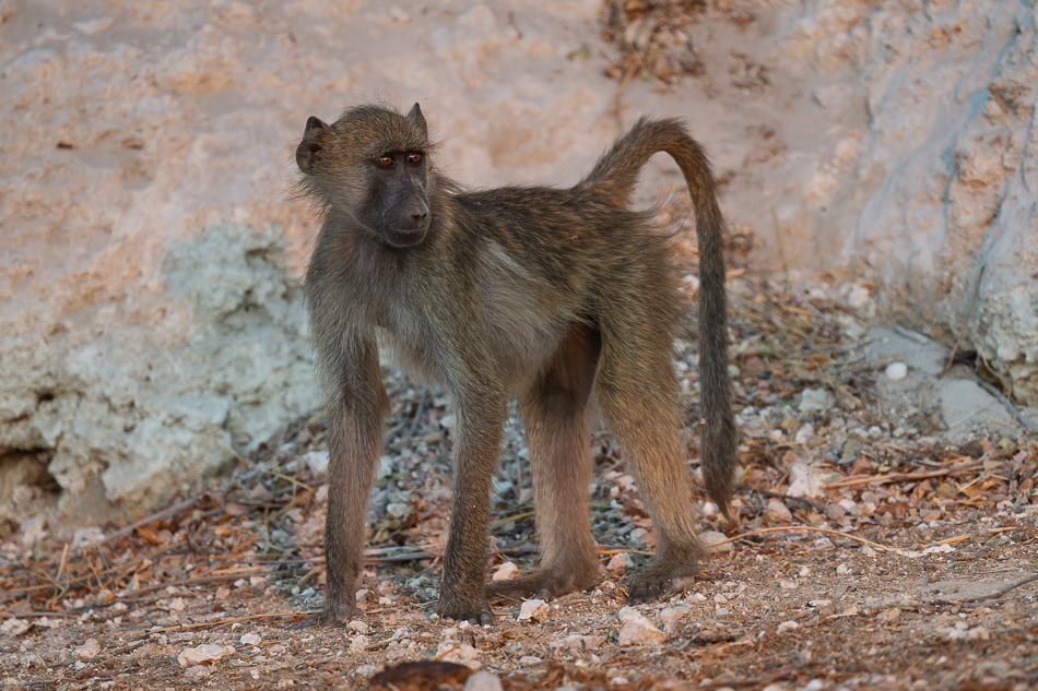 20250802 Z8B Botswana 4792.